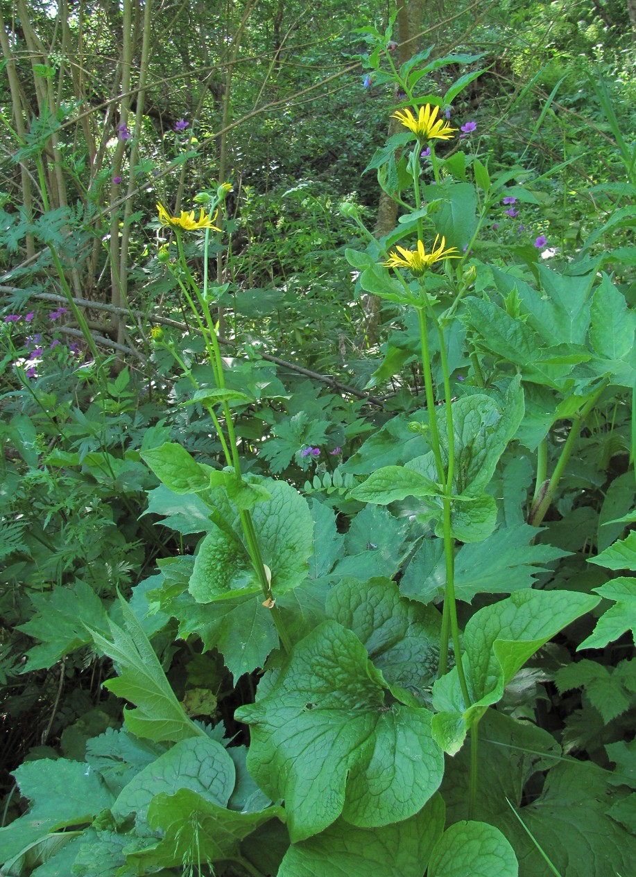 Image of Doronicum macrophyllum specimen.