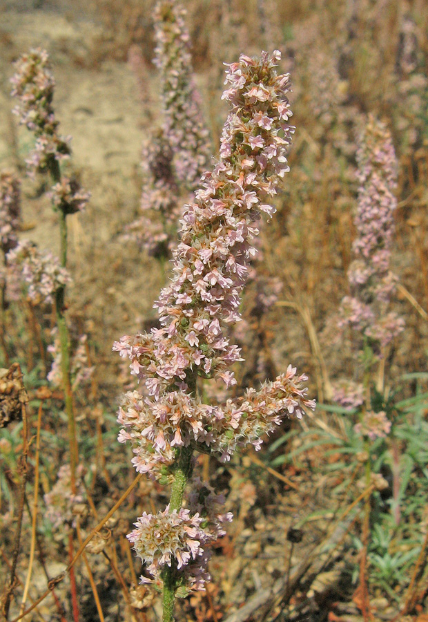 Image of Psylliostachys spicata specimen.