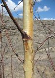 Betula