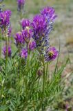 Astragalus onobrychis. Верхушки цветущих побегов с охотящейся божьей коровкой. Челябинская обл., Брединский р-н, окр. пос. Аркаим, степь. 15 июня 2019 г.