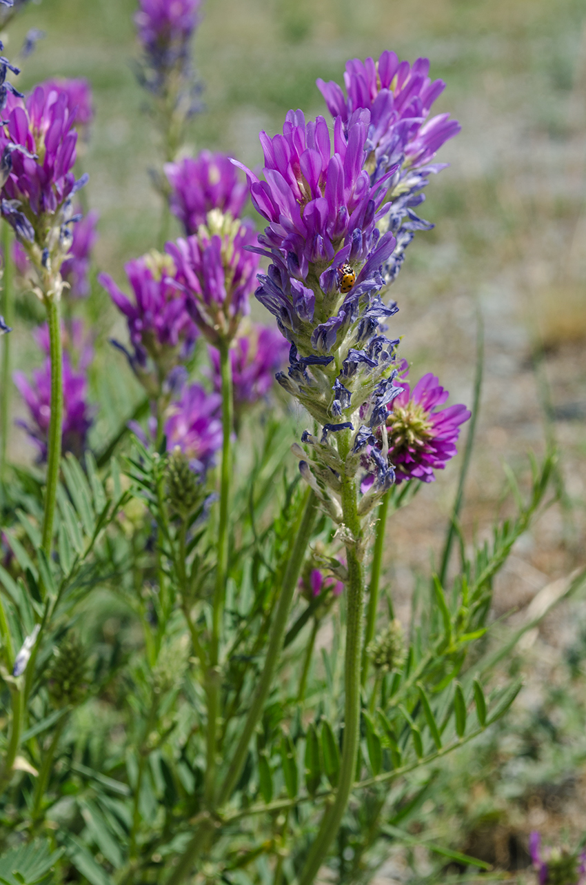 Image of Astragalus onobrychis specimen.