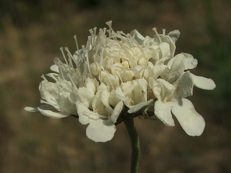 Image of Scabiosa praemontana specimen.