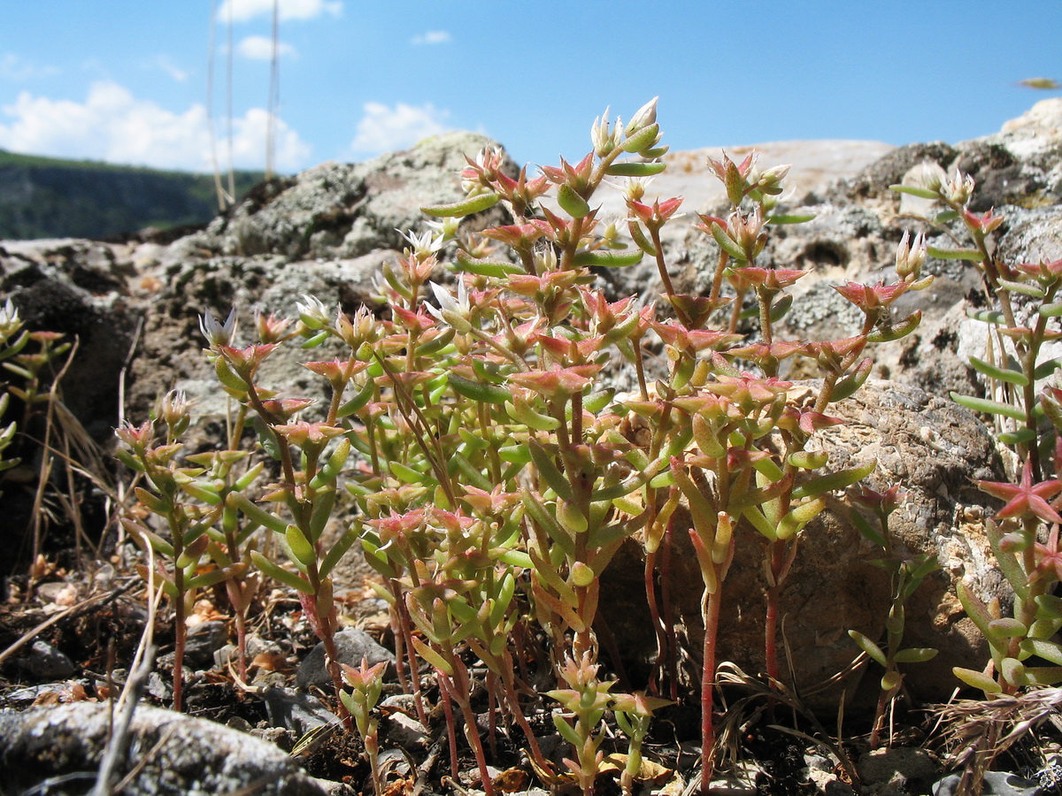 Image of Sedum pentapetalum specimen.