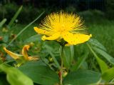 Hypericum calycinum. Верхушка побега с цветком. Крым, Симферополь, ботанический сад, в культуре. 03.07.2015.