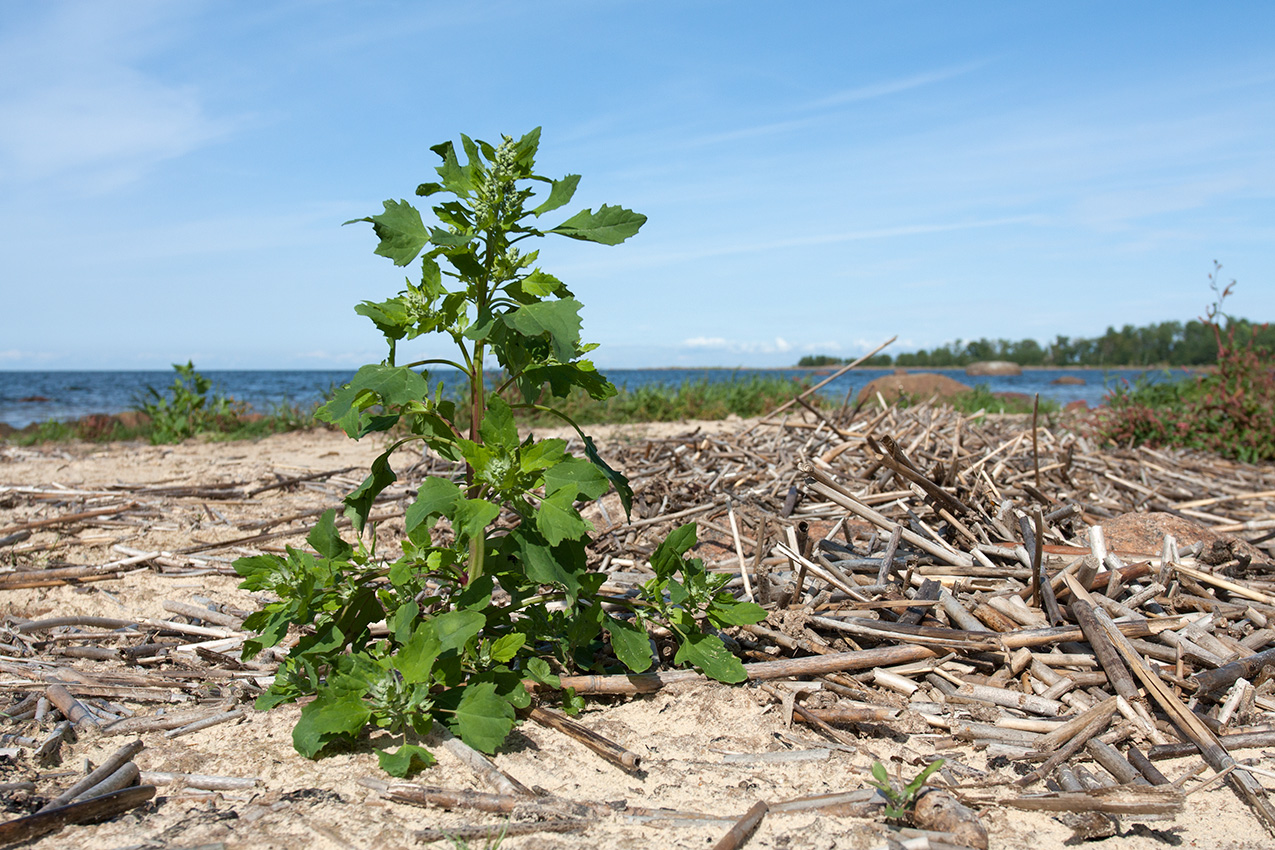 Image of Chenopodium album specimen.