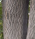Image of taxon representative. Author is Сергей Наумов