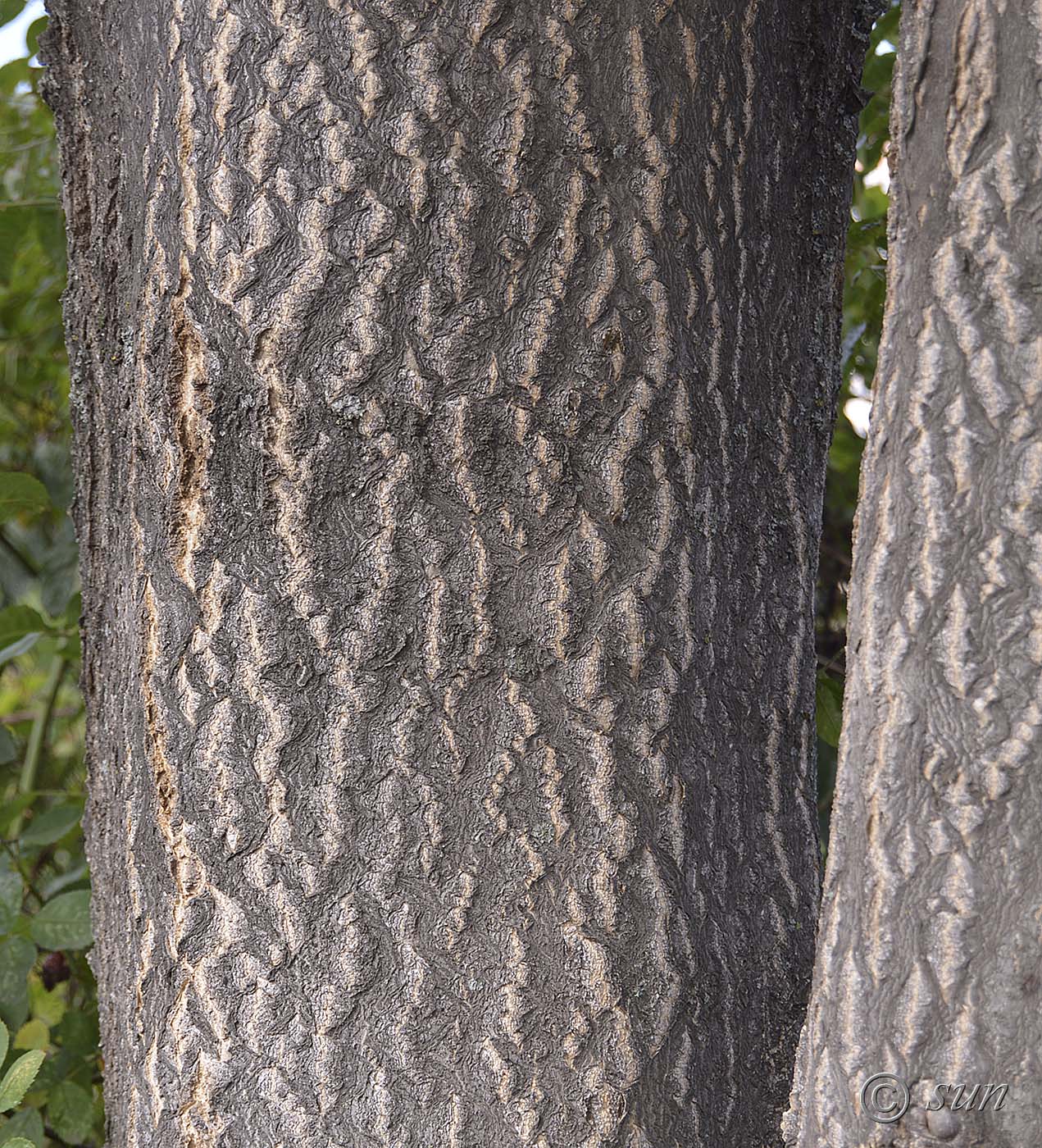 Image of Ailanthus altissima specimen.