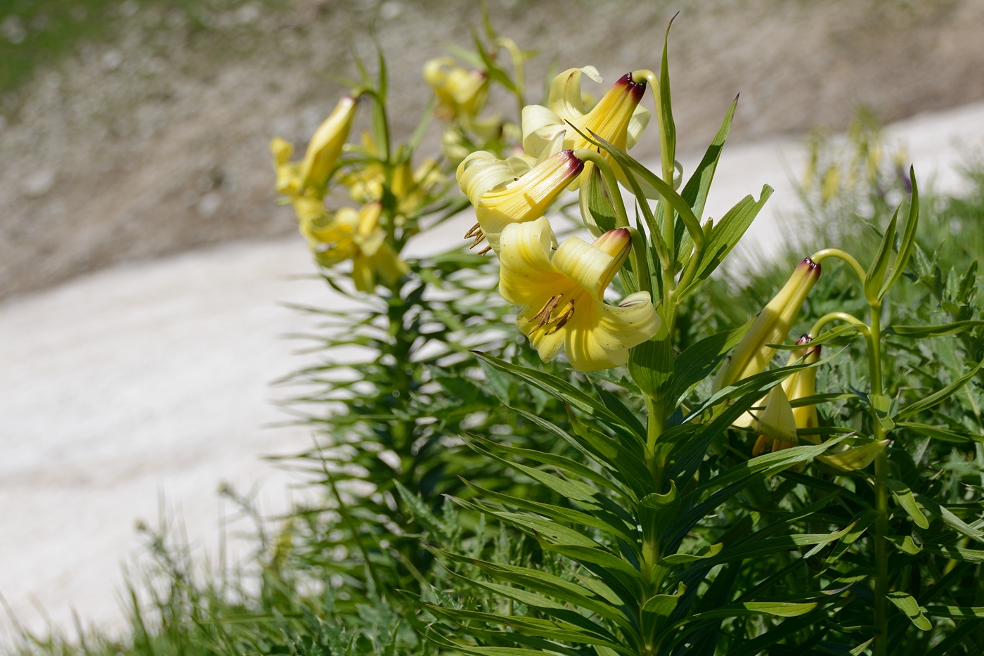 Изображение особи Lilium kesselringianum.