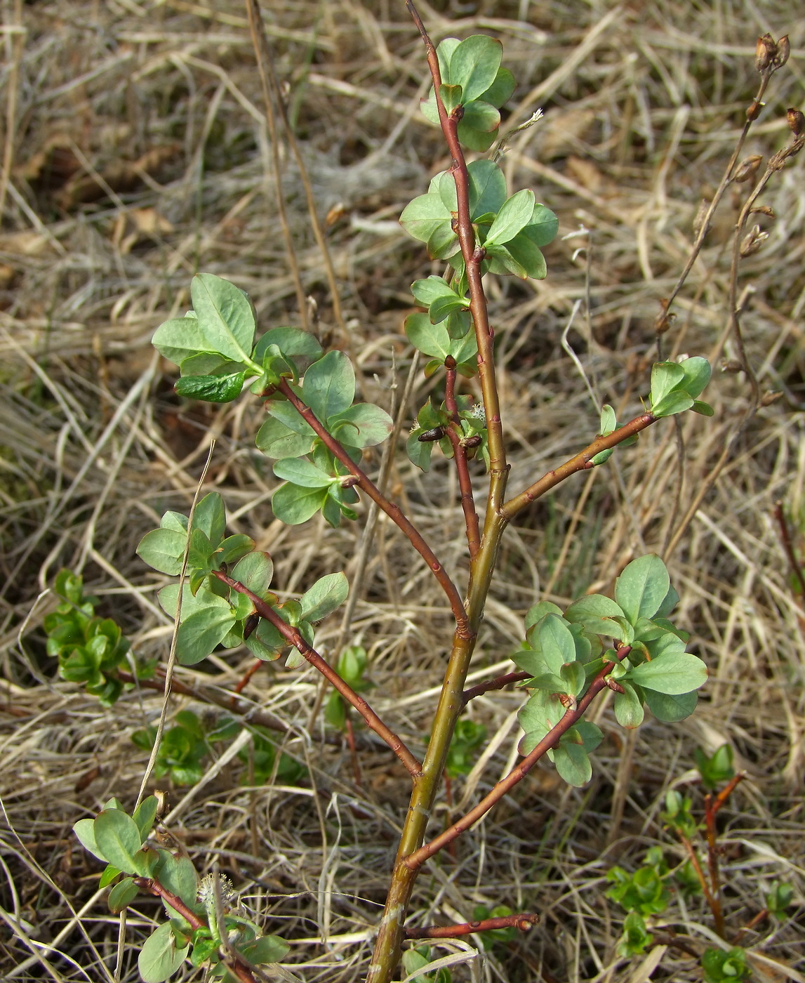 Изображение особи Salix fuscescens.