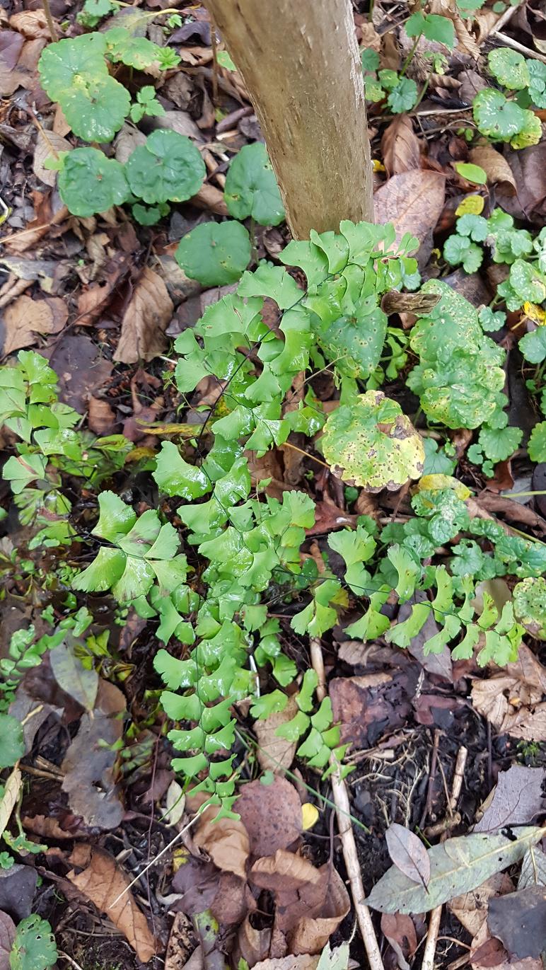 Изображение особи Adiantum &times; tracyi.