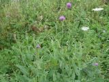 Cirsium canum