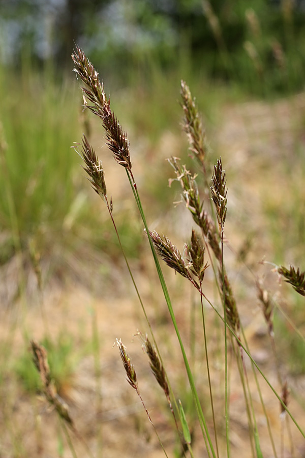 Image of Anthoxanthum odoratum specimen.