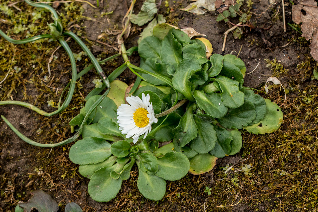 Image of Bellis perennis specimen.