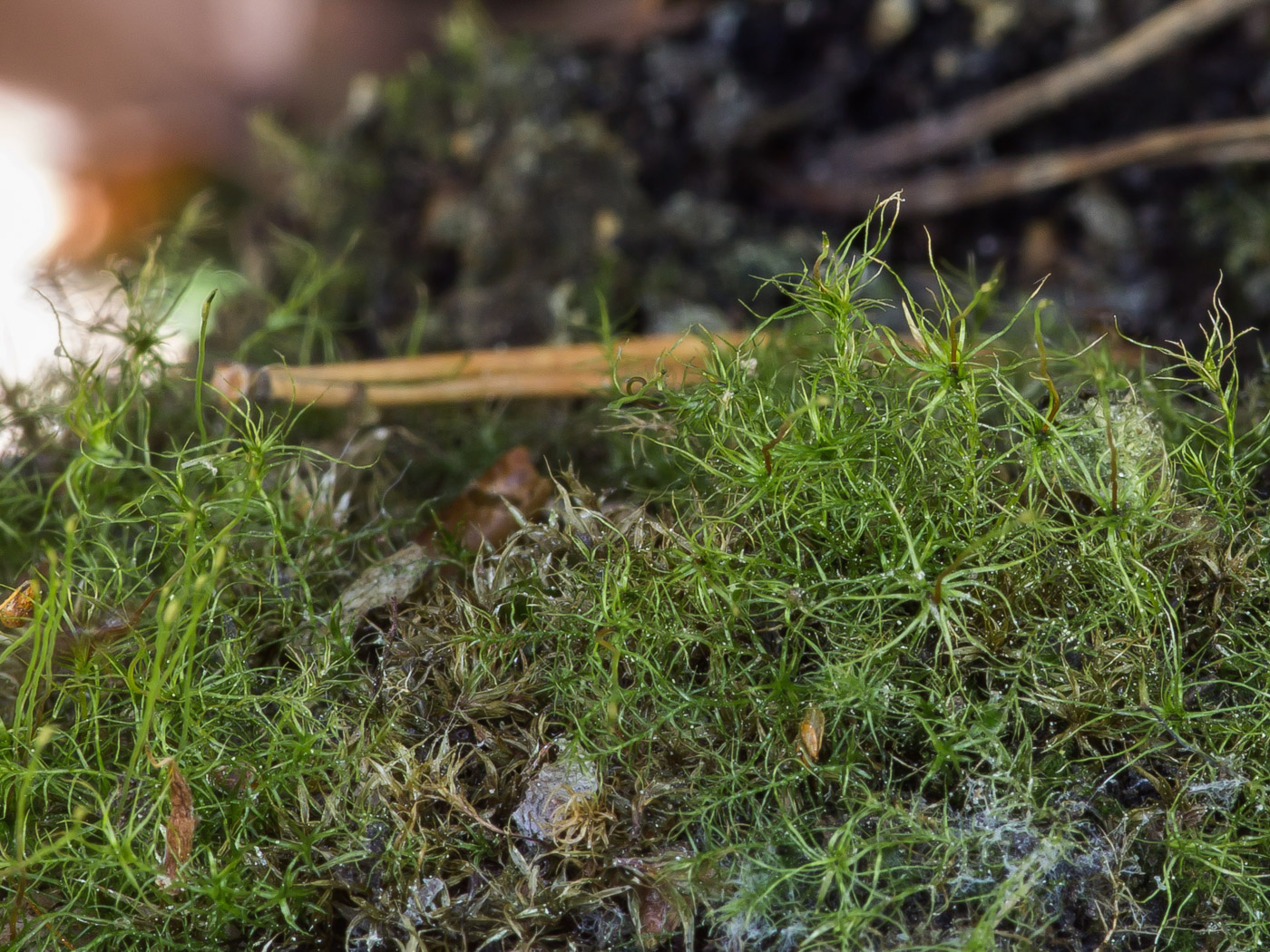 Image of Leptobryum pyriforme specimen.