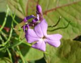 Hesperis sibirica. Цветки и завязь. Сахалинская обл., Холмский р-н, около пл. 77 км. 13.08.2019.