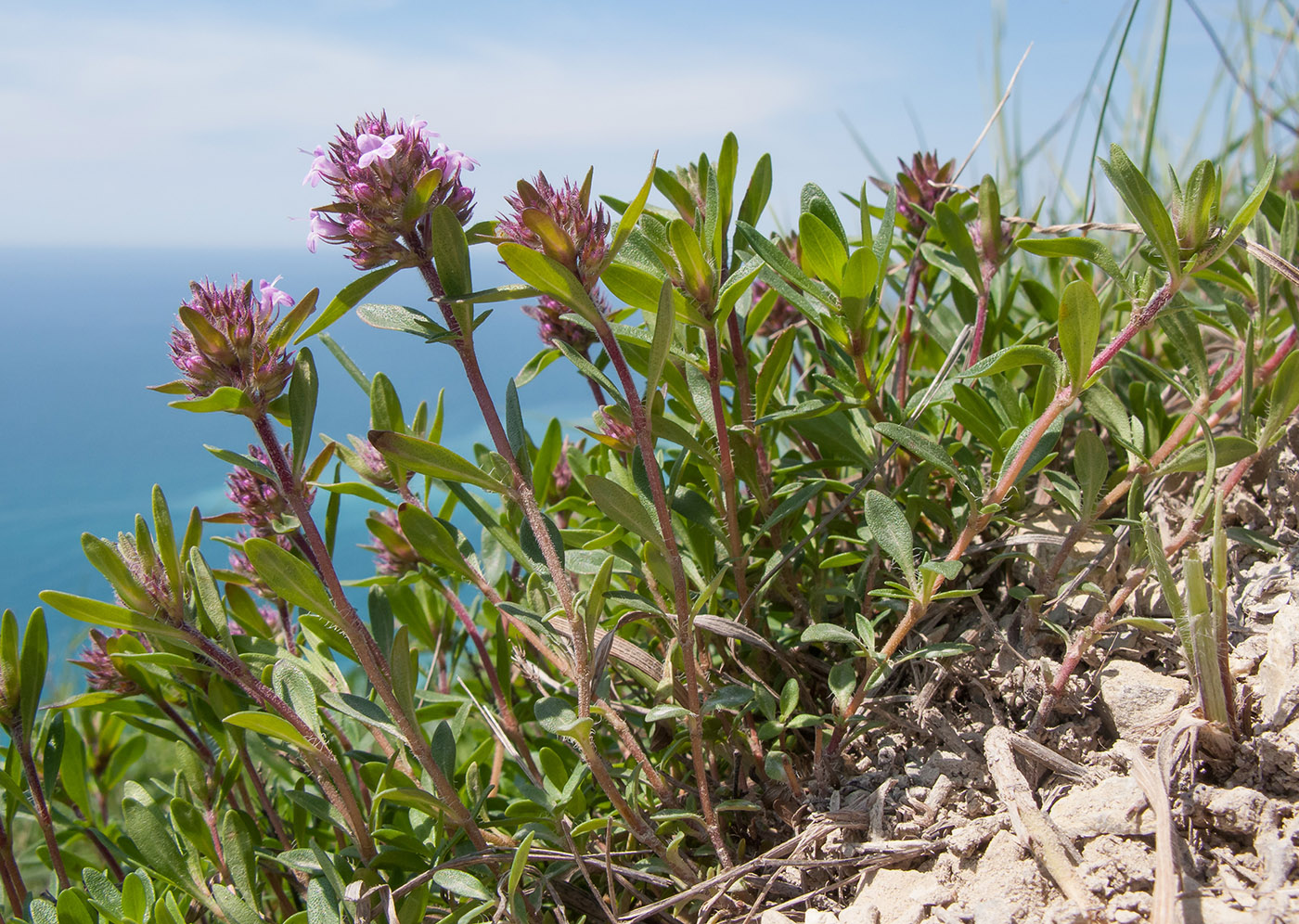 Изображение особи Thymus elenevskyi.