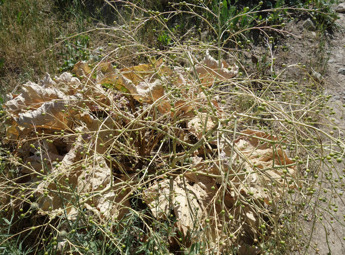 Image of Crambe kotschyana specimen.