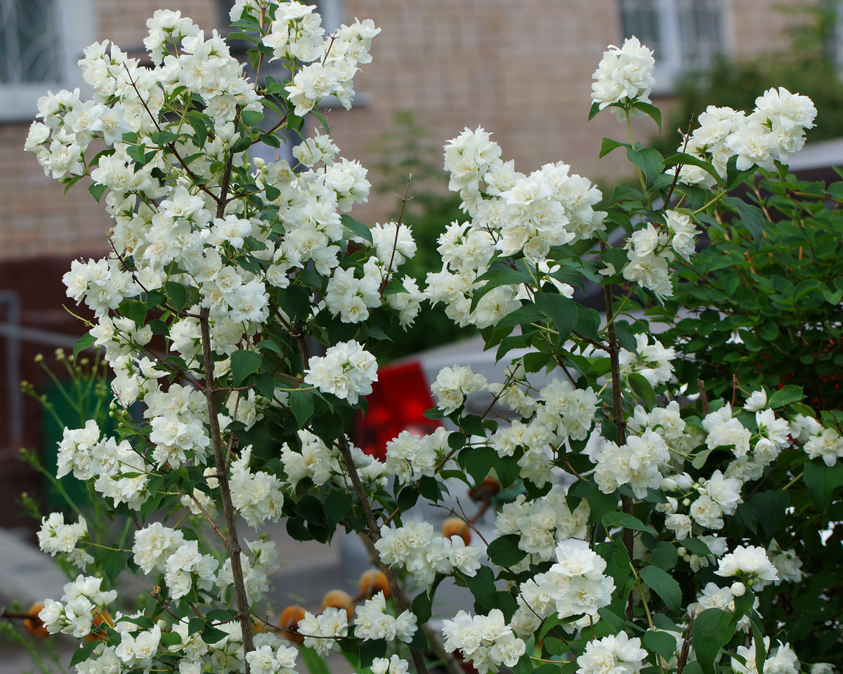 Изображение особи род Philadelphus.