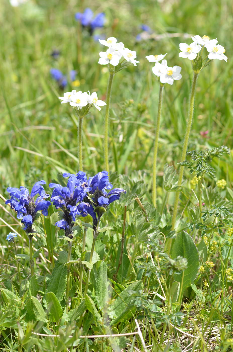 Изображение особи Dracocephalum grandiflorum.