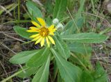 Senecio pseudoarnica