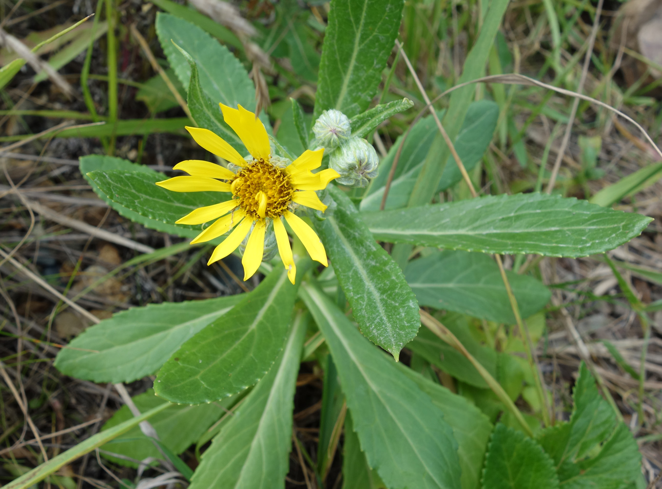 Image of Senecio pseudoarnica specimen.