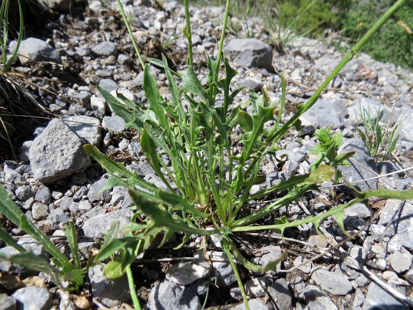 Image of Crepis oreades specimen.