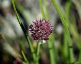 Allium schoenoprasum. Соплодие. Юг Красноярского края, Курагинский р-н, берег реки Шинда. 20.08.2010.