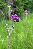 Cirsium palustre