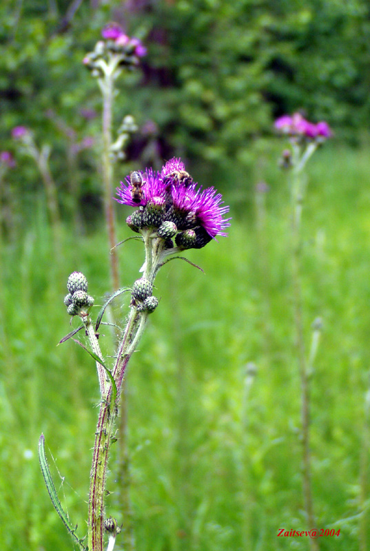 Image of Cirsium palustre specimen.