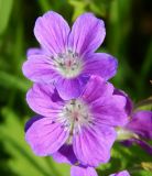 Geranium sylvaticum. Цветки. Подмосковье, окр. г. Одинцово, опушка смешанного леса. Май 2020 г.