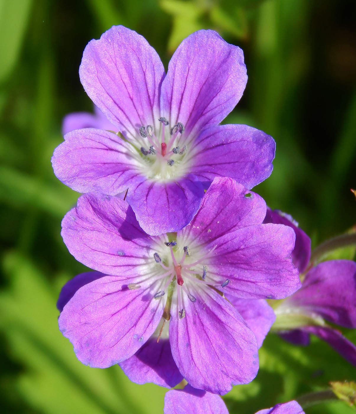 Изображение особи Geranium sylvaticum.