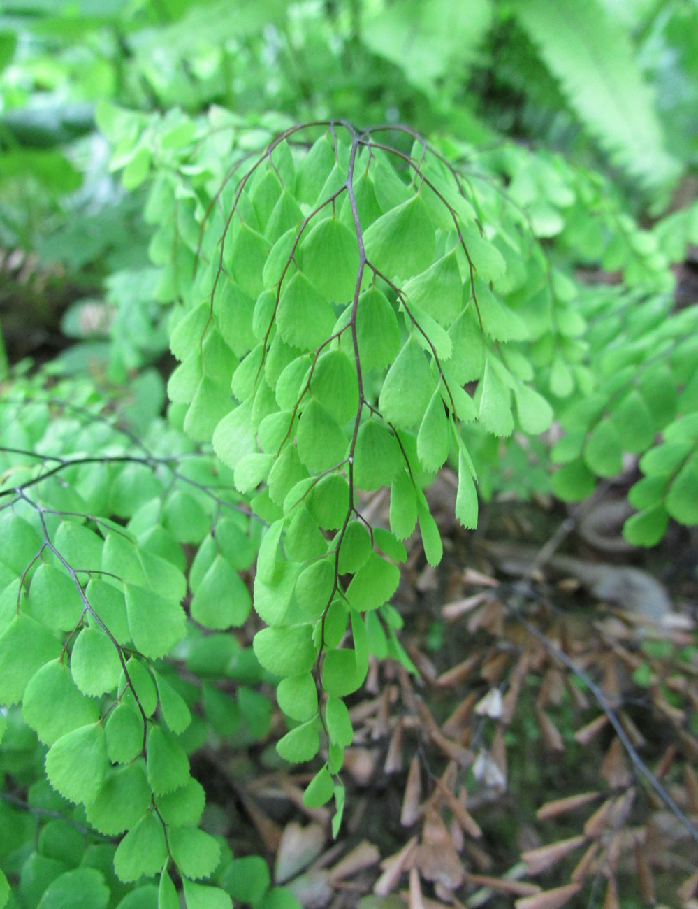 Image of Adiantum venustum specimen.