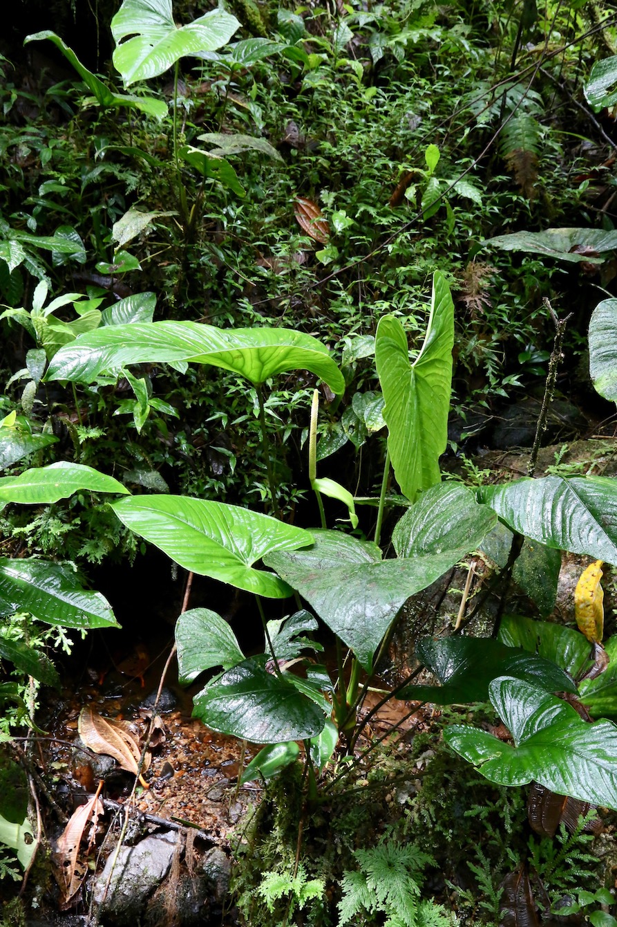 Изображение особи Anthurium versicolor.