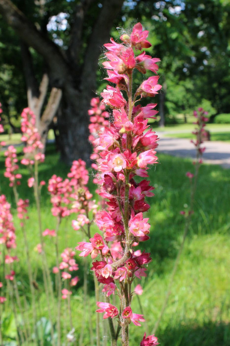 Image of Heuchera × hybrida specimen.
