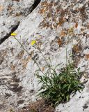 Diplotaxis tenuifolia. Цветущее растение среди камней. Крым, Бахчисарайский р-н, пещерный г. Эски-Кермен, у края плато. 28.06.2020.