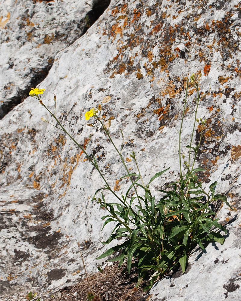 Image of Diplotaxis tenuifolia specimen.