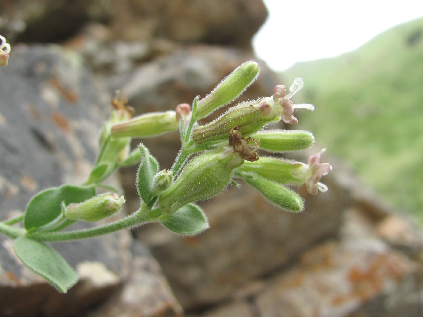 Изображение особи Silene pygmaea.