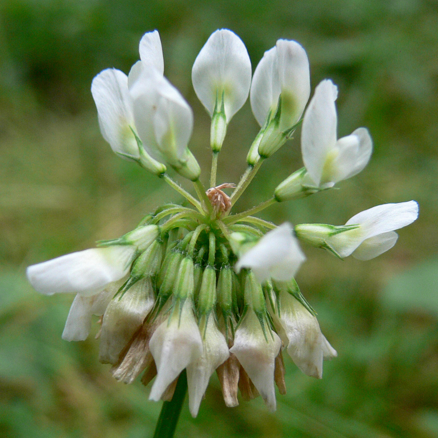 Image of Trifolium repens specimen.