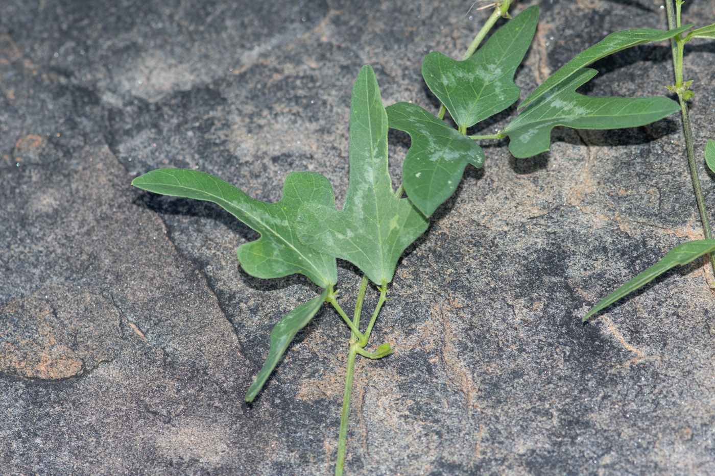 Image of Vigna frutescens specimen.