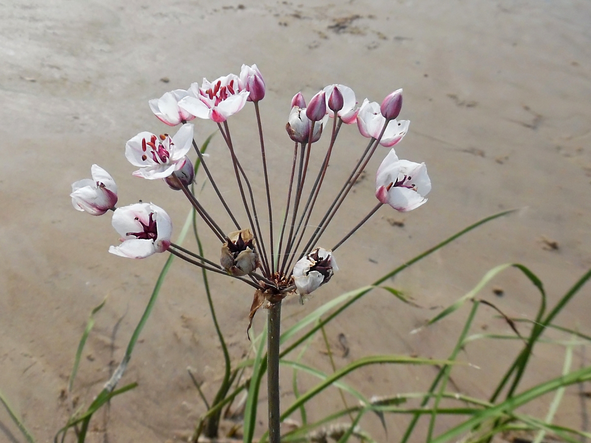 Изображение особи Butomus umbellatus.