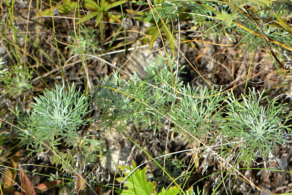 Изображение особи Artemisia marschalliana.