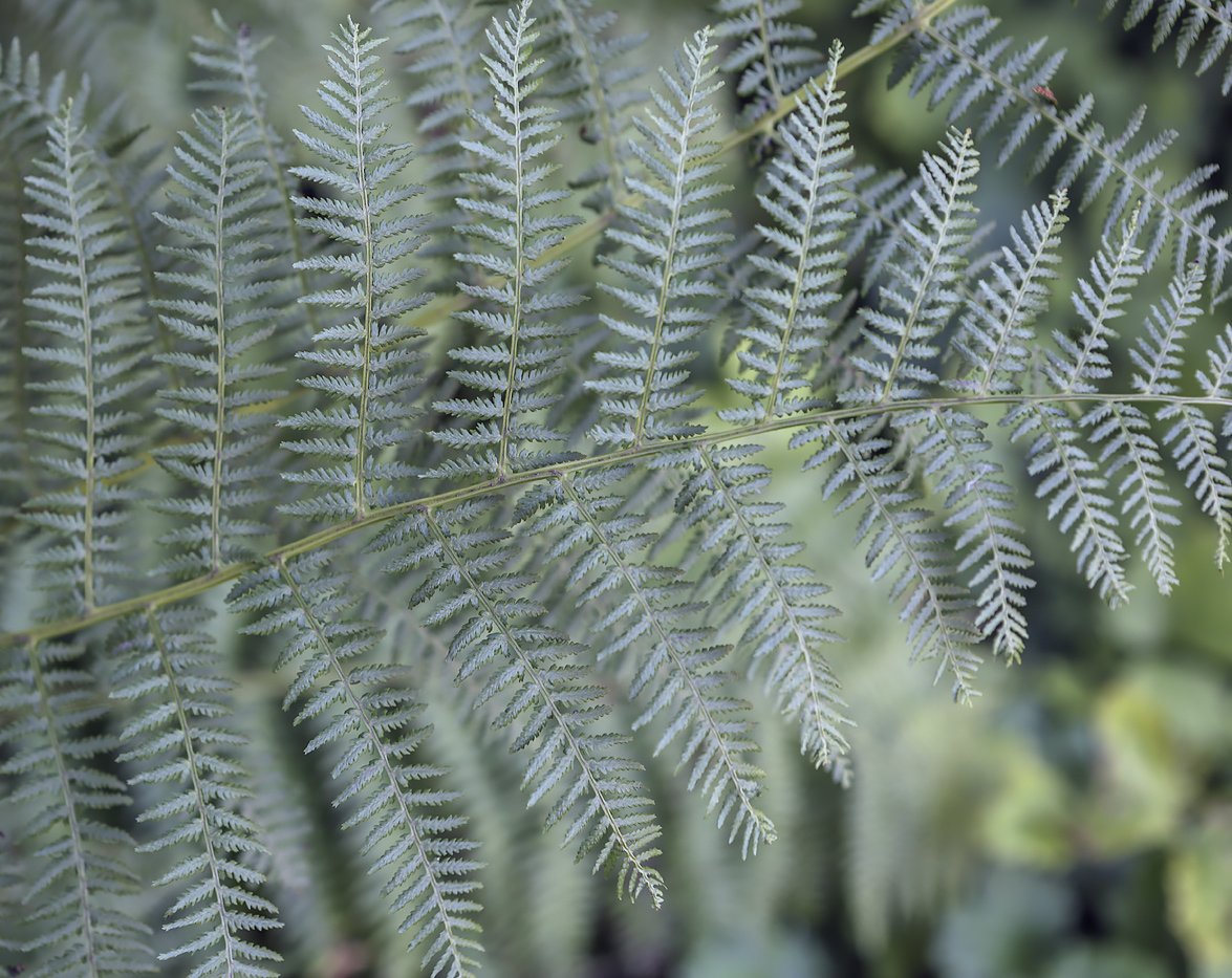 Image of Athyrium filix-femina specimen.