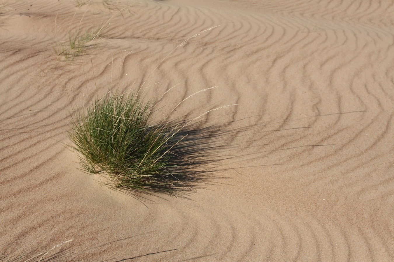 Image of Festuca ovina specimen.