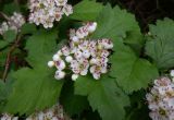 Crataegus sanguinea. Цветки с кормящейся мухой, бутоны и листья. Тверская обл., Весьегонский р-н, ур. Пьяная поляна, сосновый лес, реликт культуры. 4 июня 2020 г.