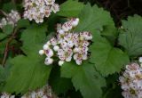 Crataegus sanguinea. Цветки с кормящейся мухой, бутоны и листья. Тверская обл., Весьегонский р-н, ур. Пьяная поляна, сосновый лес, реликт культуры. 4 июня 2020 г.