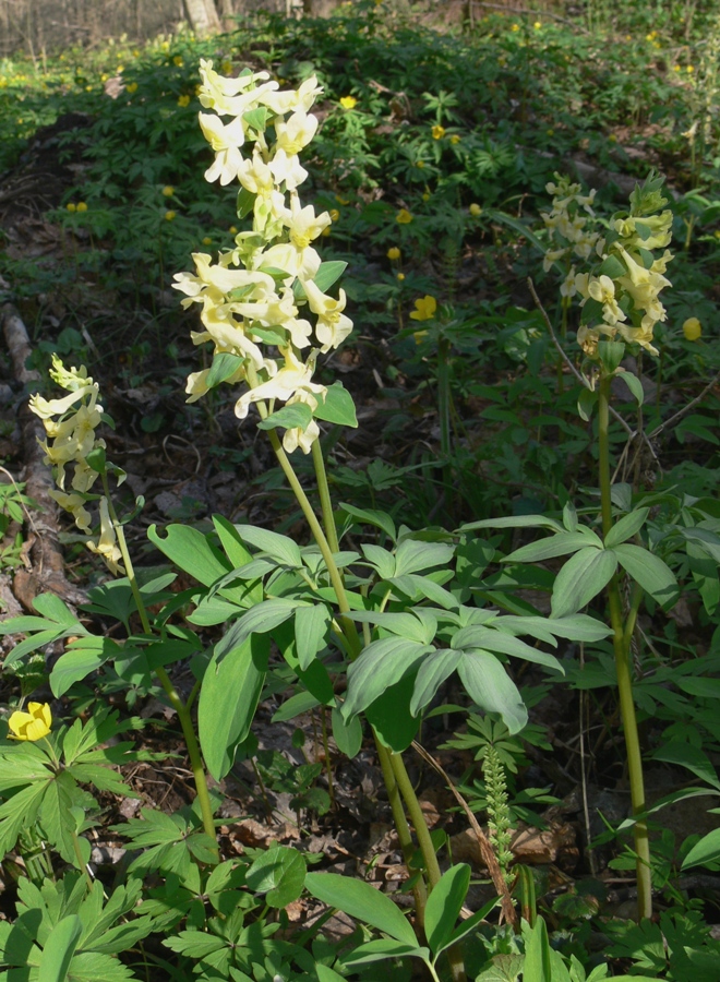 Image of Corydalis marschalliana specimen.