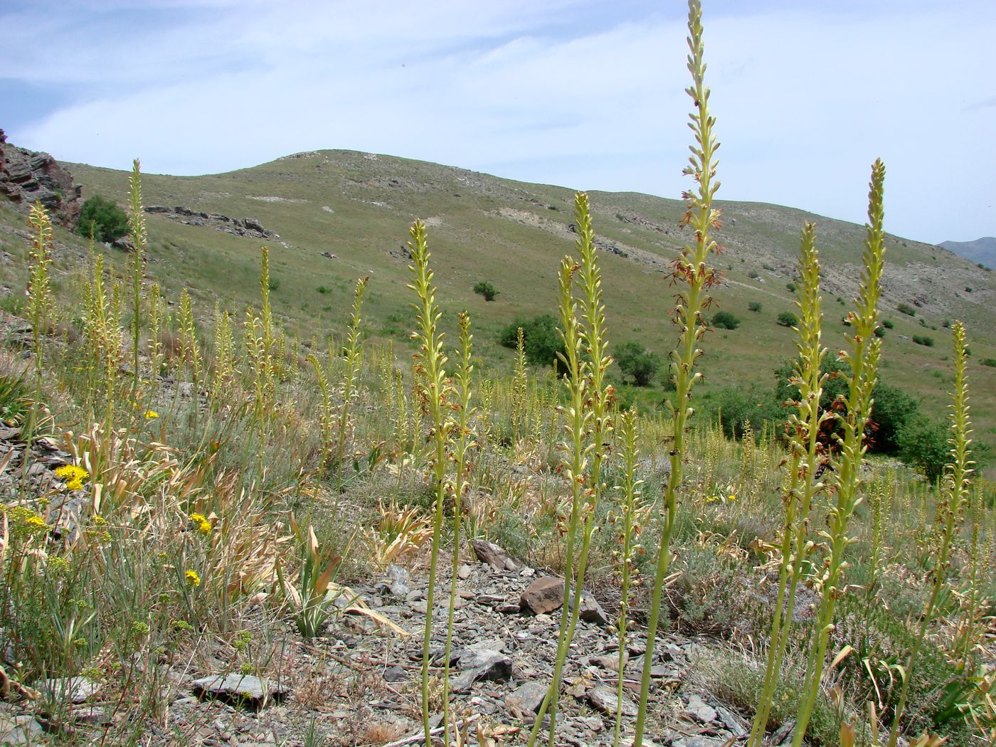 Image of Eremurus turkestanicus specimen.