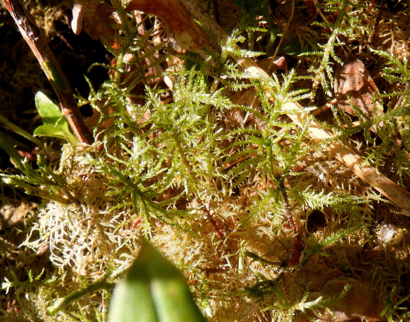 Image of Hylocomium splendens specimen.