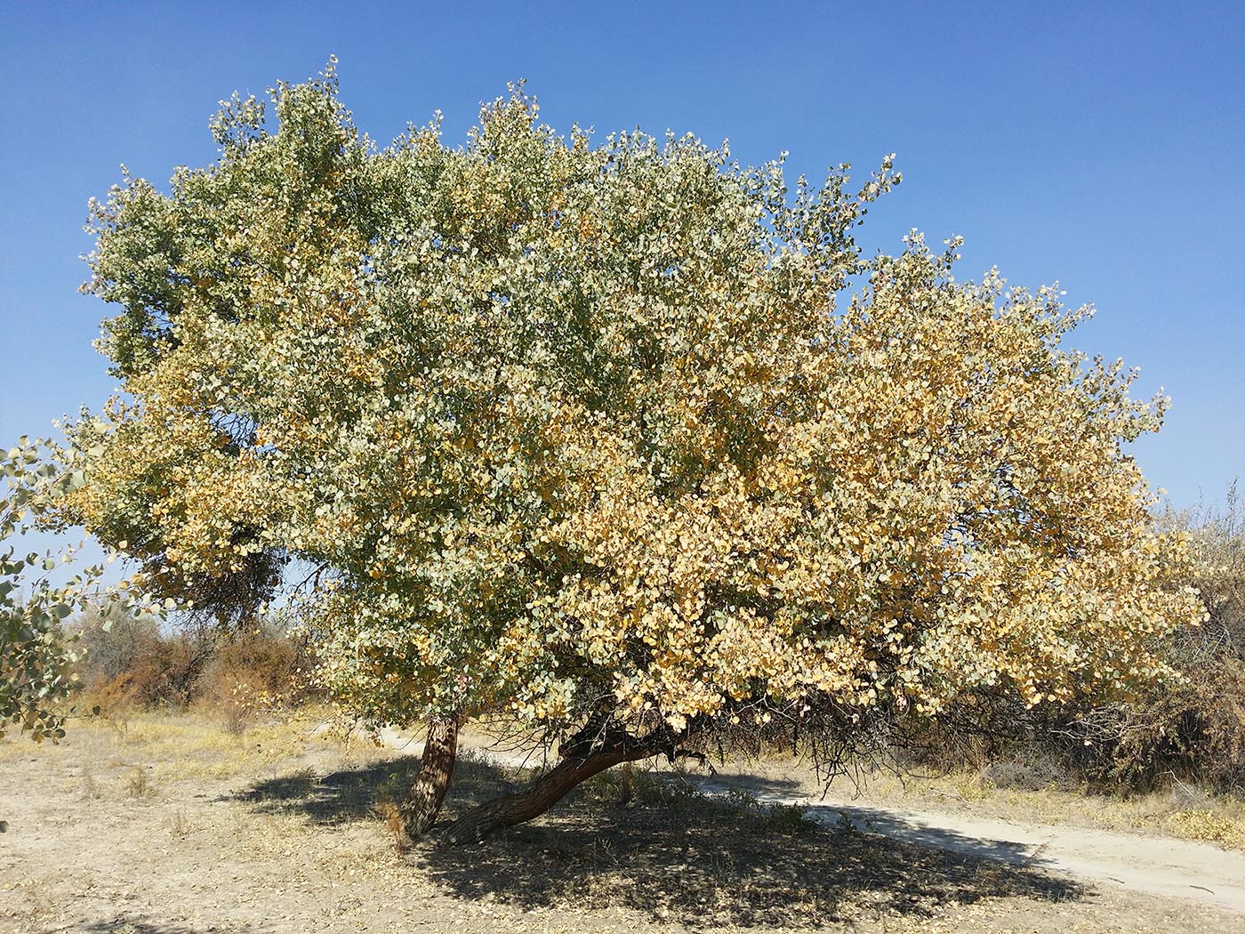 Изображение особи Populus pruinosa.