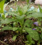 Convolvulus tricolor